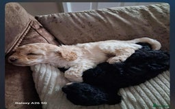 Cockapoo dogs for sale: Adorable F1B Cockapoo Puppies ready 6th November - Image 28
