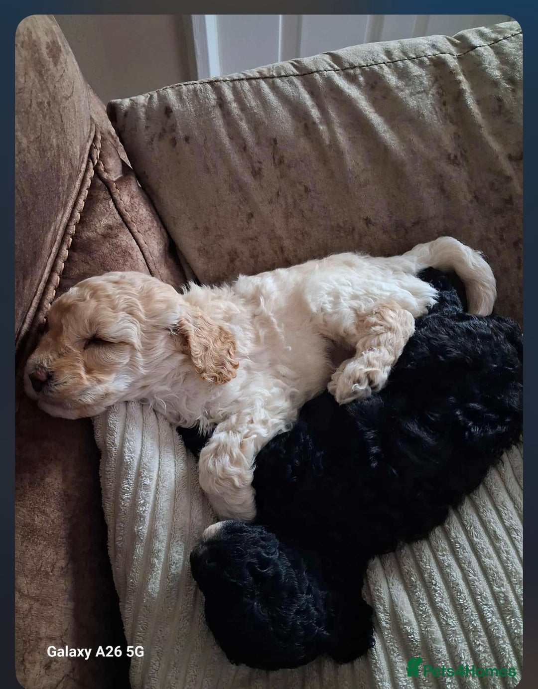 Cockapoo dogs for sale: Adorable F1B Cockapoo Puppies ready 6th November - Image 28