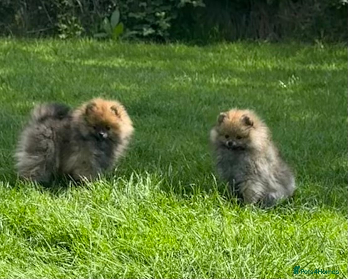 Pomeranian dogs ❤️ READY NOW! Stunning Pomeranian puppies 🐶❤️ - Advert 8