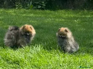 Pomeranian dogs ❤️ READY NOW! Stunning Pomeranian puppies 🐶❤️ - Advert 8