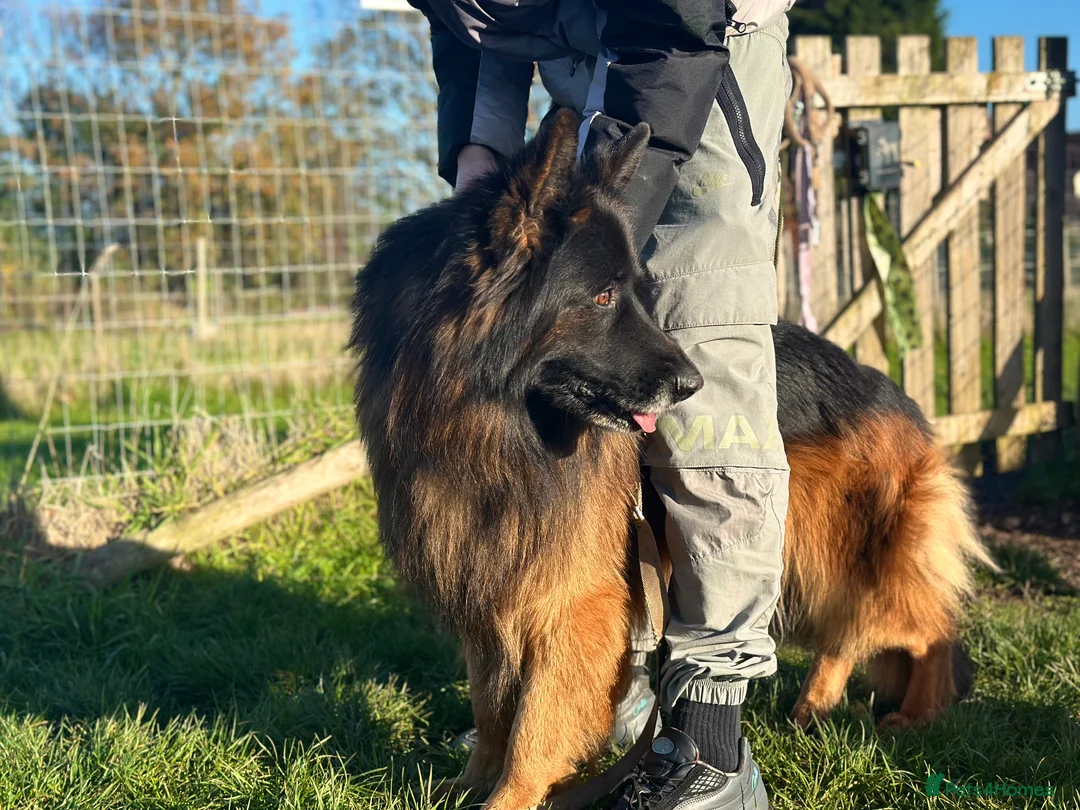 German Shepherd dogs for stud: BIG BONDED LONG HAIRED GERMAN SHEPHERD STUD - Advert 2