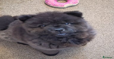 Chow Chow dogs - Advert 1
