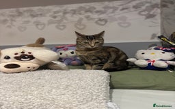 Mixed Breed cats for sale: Playful black kitten - Advert 2