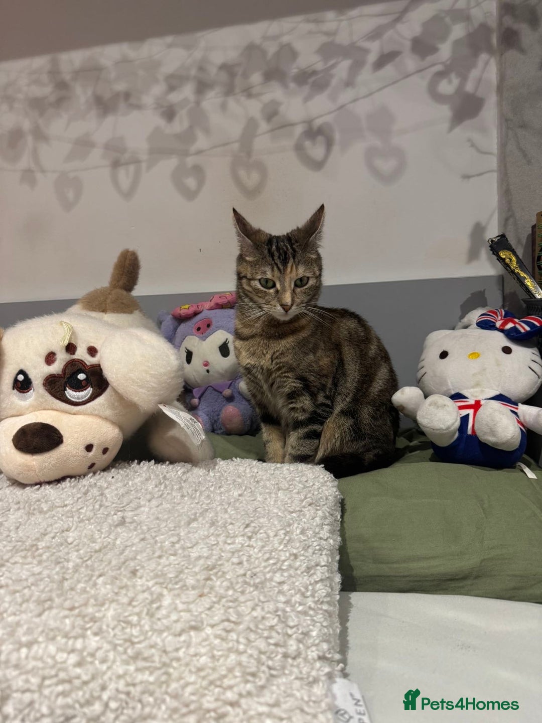 Mixed Breed cats for sale: Playful black kitten - Advert 2