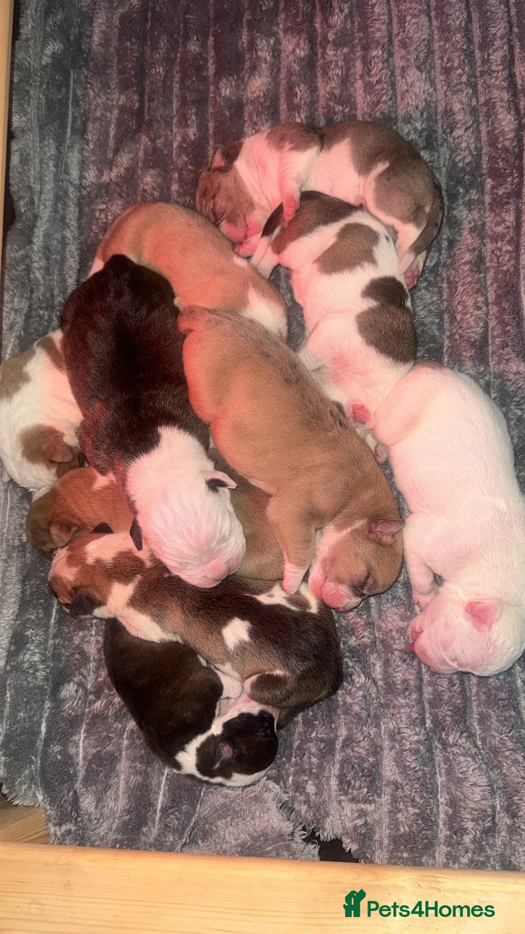 Mixed Breed dogs for sale: Mixed breed in Sheffield - Advert 1