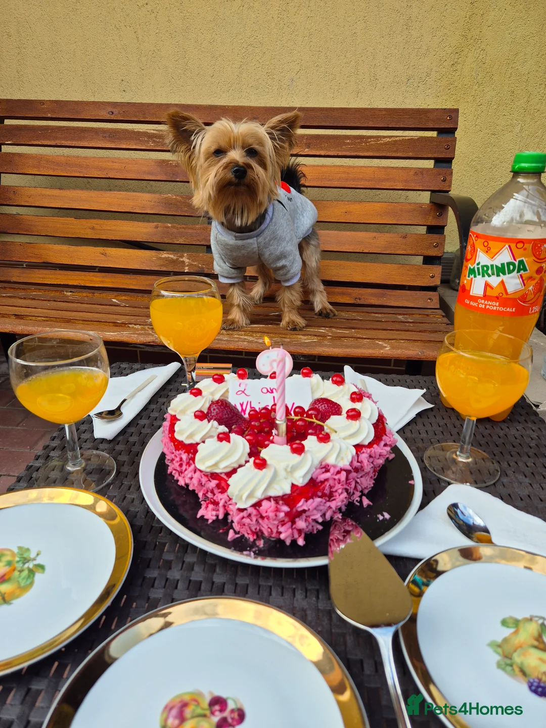 Yorkshire Terrier dogs for stud: Whisky search for love - Advert 4