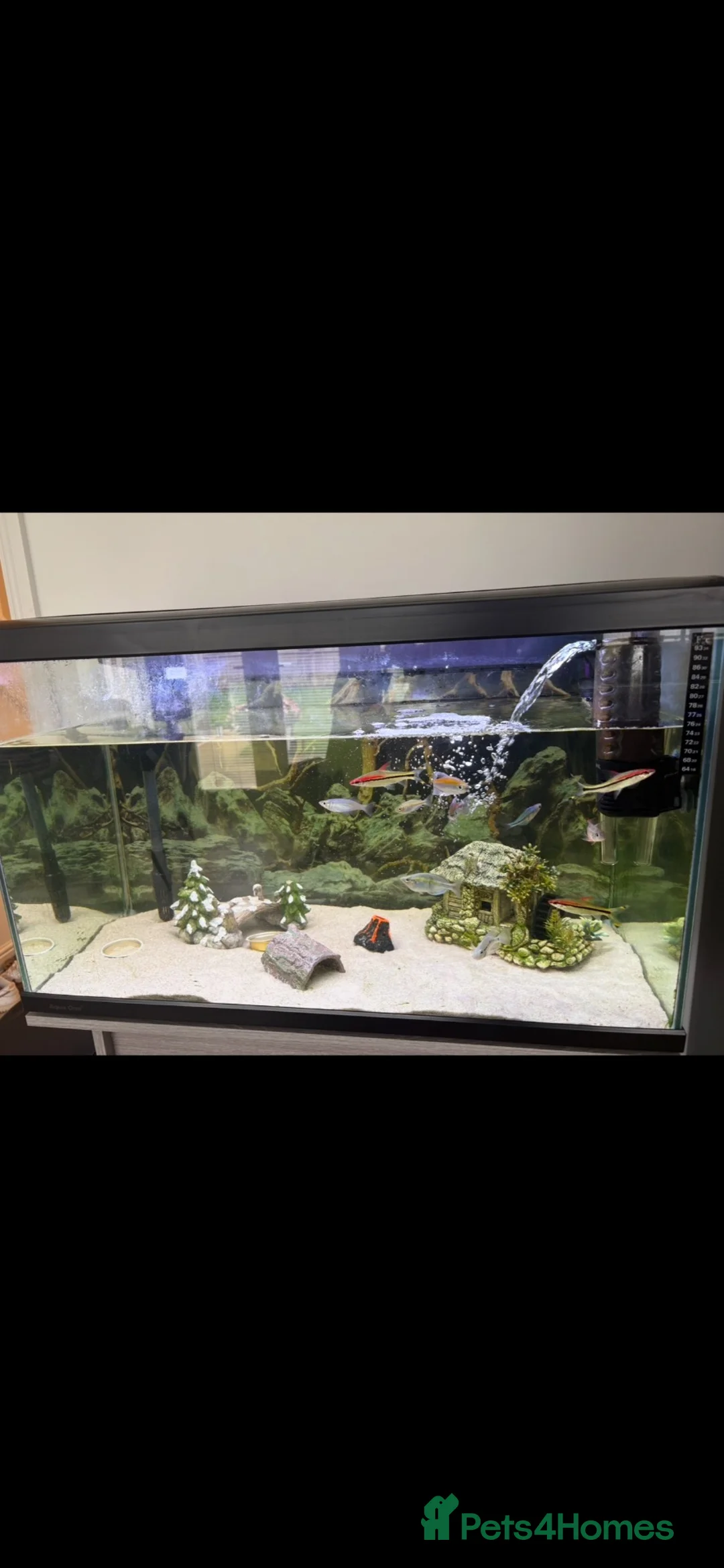 Rainbow Fish fish for sale: Tropical fish tank and fish  in Saint Asaph - Advert 2