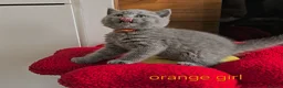 British Shorthair cats for sale: British Shorthair kitten - Advert 4