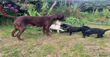 Labrador Retriever dogs - Advert 2