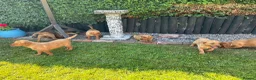 Labrador Retriever dogs for sale: KC Registered Fox red Labrador puppies in Newtown - Advert 23