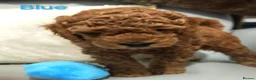 Schnoodle dogs for sale: Schnoodle Puppies Looking for Loving Homes - Advert 14