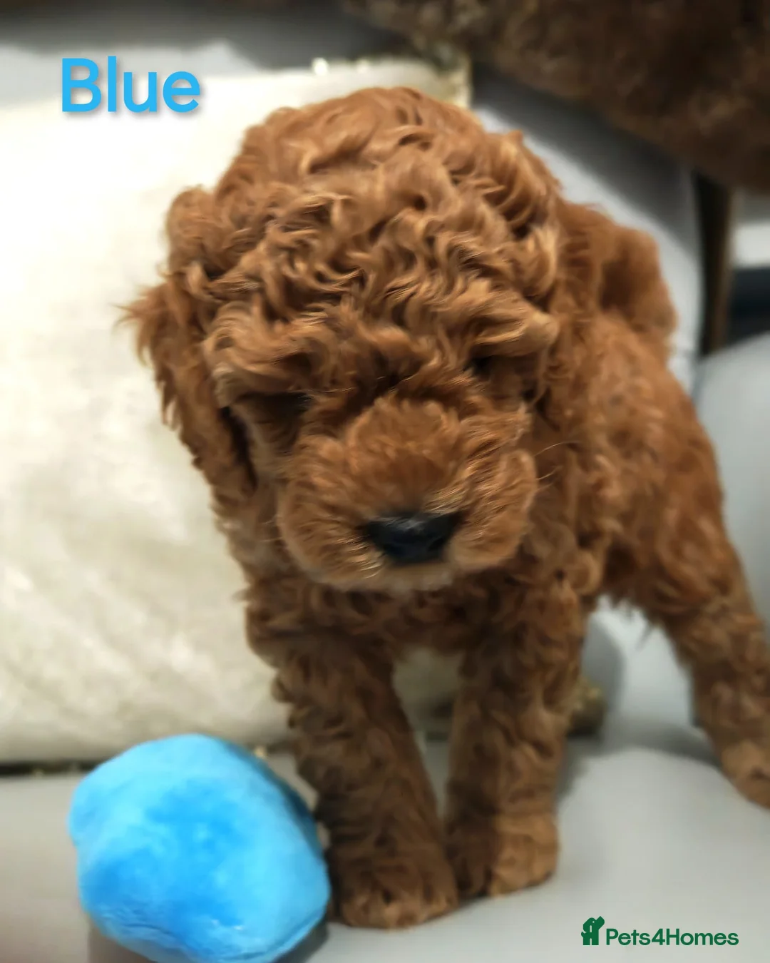 Schnoodle dogs for sale: Schnoodle Puppies Looking for Loving Homes - Advert 14