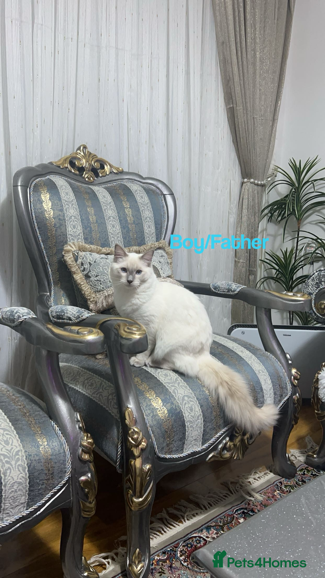 Ragdoll cats for sale: Ragdoll Cats And Kittens. (description) - Image 2