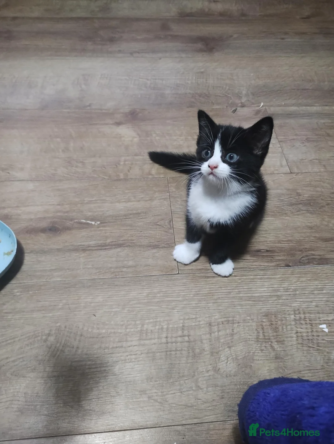 Mixed Breed cats for sale:  The last girl  - Advert 2