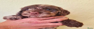 Cockapoo 3