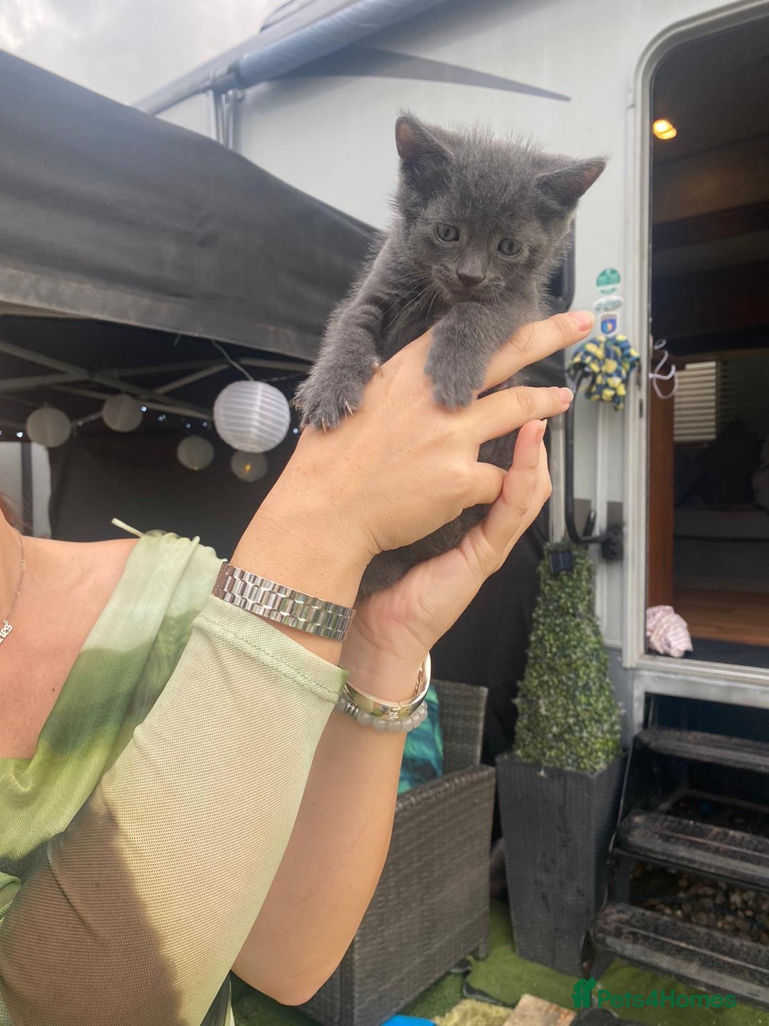 Russian Blue cats for sale: Russian blue kittens  - Image 6