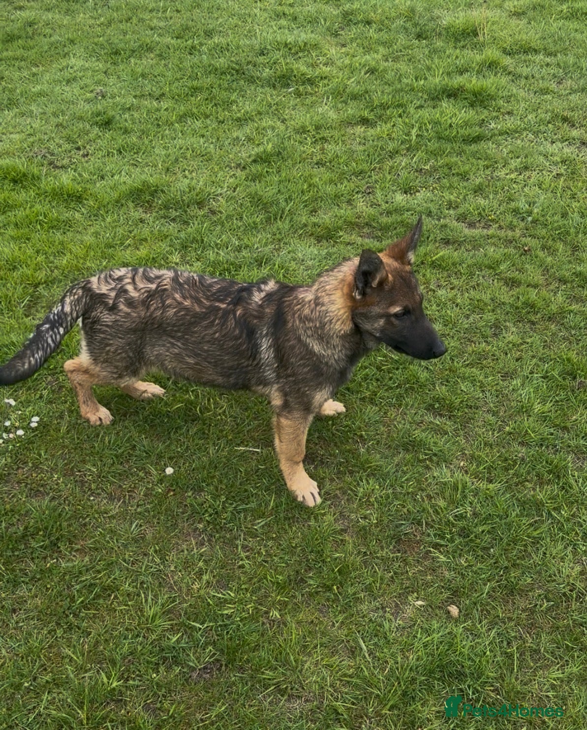 German Shepherd dogs Quality German Shepherd litter - Advert 2