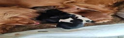 Cockapoo dogs for sale: Milly pups - Advert 14