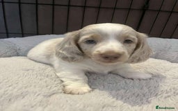 Miniature Dachshund dogs for sale: Stunning Long-Haired Miniature Dachshund Puppies!  - Image 12