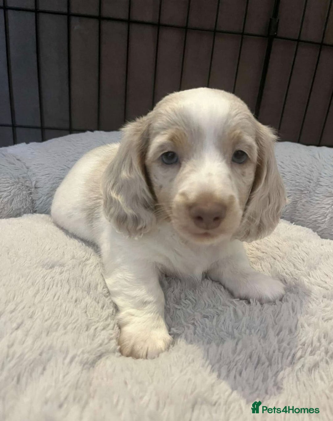 Miniature Dachshund dogs for sale: Stunning Long-Haired Miniature Dachshund Puppies!  - Image 12
