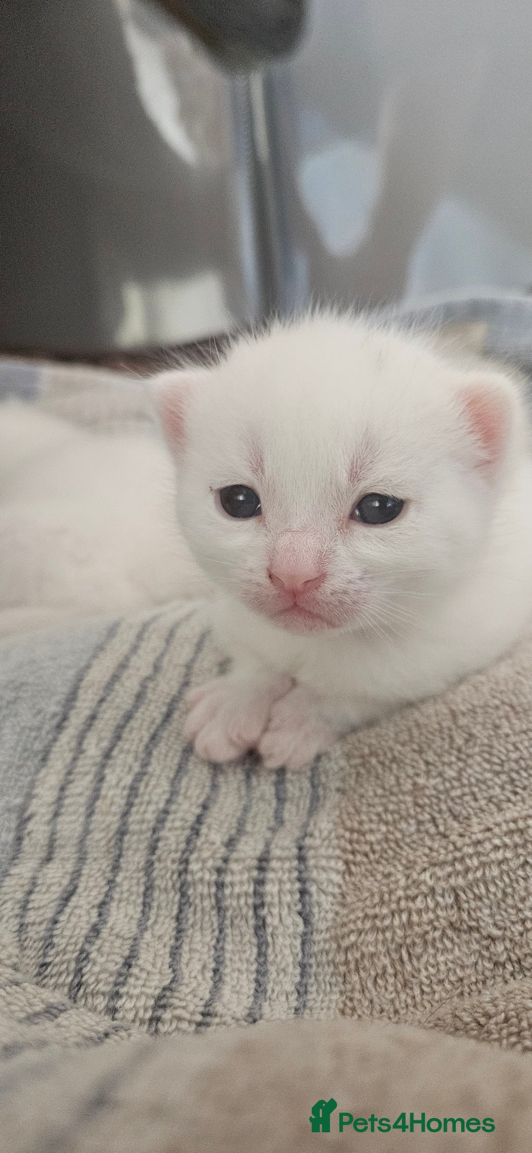 Mixed Breed cats for sale: Scottish straight cross kittens - Image 16