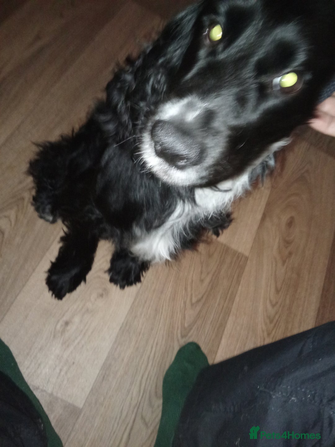 Cocker Spaniel dogs for sale: Cocker spaniel black and white  - Image 3