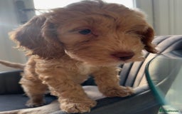 Cockapoo dogs for sale: Cockapoo Puppies - 1 Boy - 1 Girl - Ready to Go  - Image 3