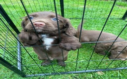 Sprocker dogs for sale: 1 chocolate boy sproker 10 weeks  - Image 19