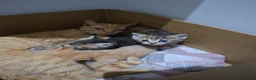 Mixed Breed cats for sale: 3 Kittens - Advert 10