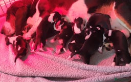 Basset Hound dogs for sale: Stunning Bassett Hound puppies - Image 12