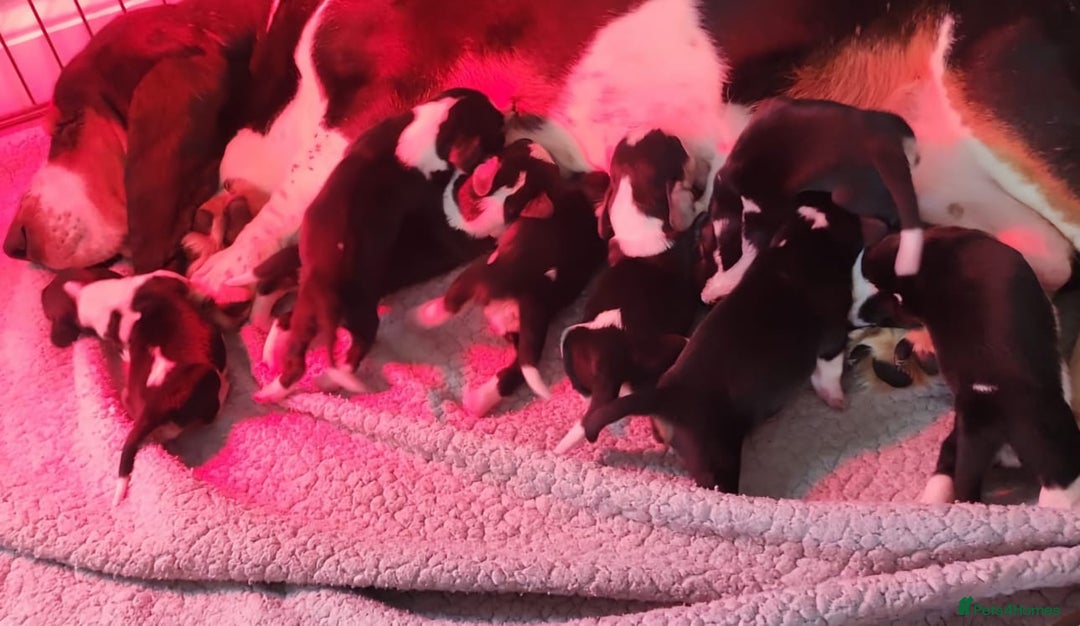 Basset Hound dogs for sale: Stunning Bassett Hound puppies - Image 12