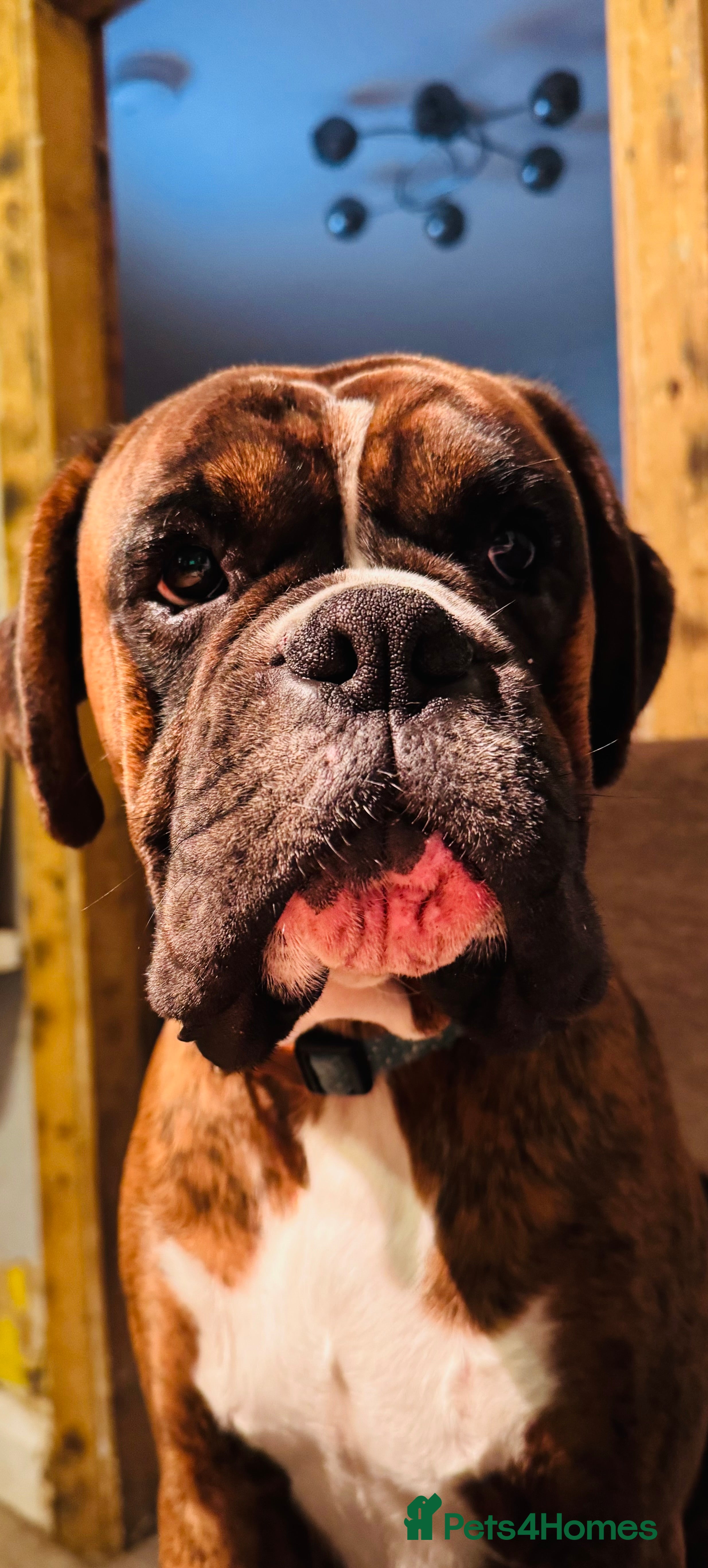 Boxer dogs 18 Male Boxer KC Registered Experienced Home Only - Advert 4