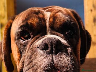 Boxer dogs 18 Male Boxer KC Registered Experienced Home Only - Advert 4