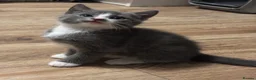 Mixed Breed cats for sale: 3 Blue and Black Mixed breed kittens for sale in Banstead - Advert 3