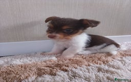 Mixed Breed dogs for sale: Shitzu x jack Russell  - Image 13