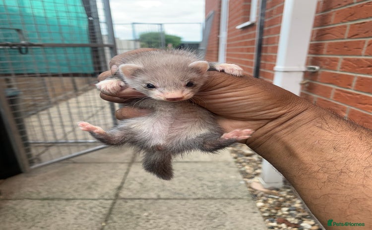 Ferret rodents - Advert 11