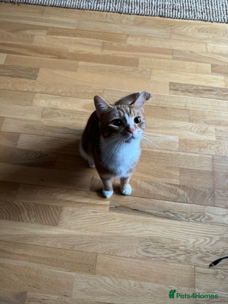 British Shorthair cats Tofu Looking for His Forever Home - Advert 3