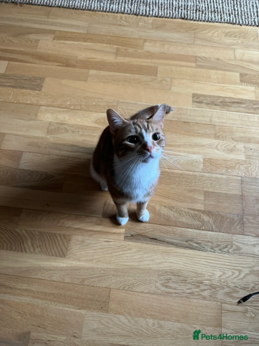 British Shorthair cats for sale: Tofu Looking for His Forever Home - Advert 1