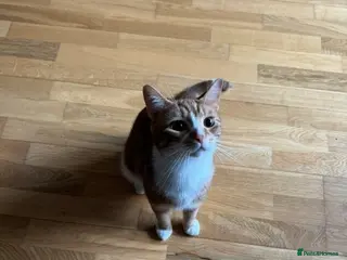 British Shorthair cats Tofu Looking for His Forever Home - Advert 3