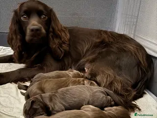 Cocker Spaniel dogs Working cocker spaniel puppies - Advert 1