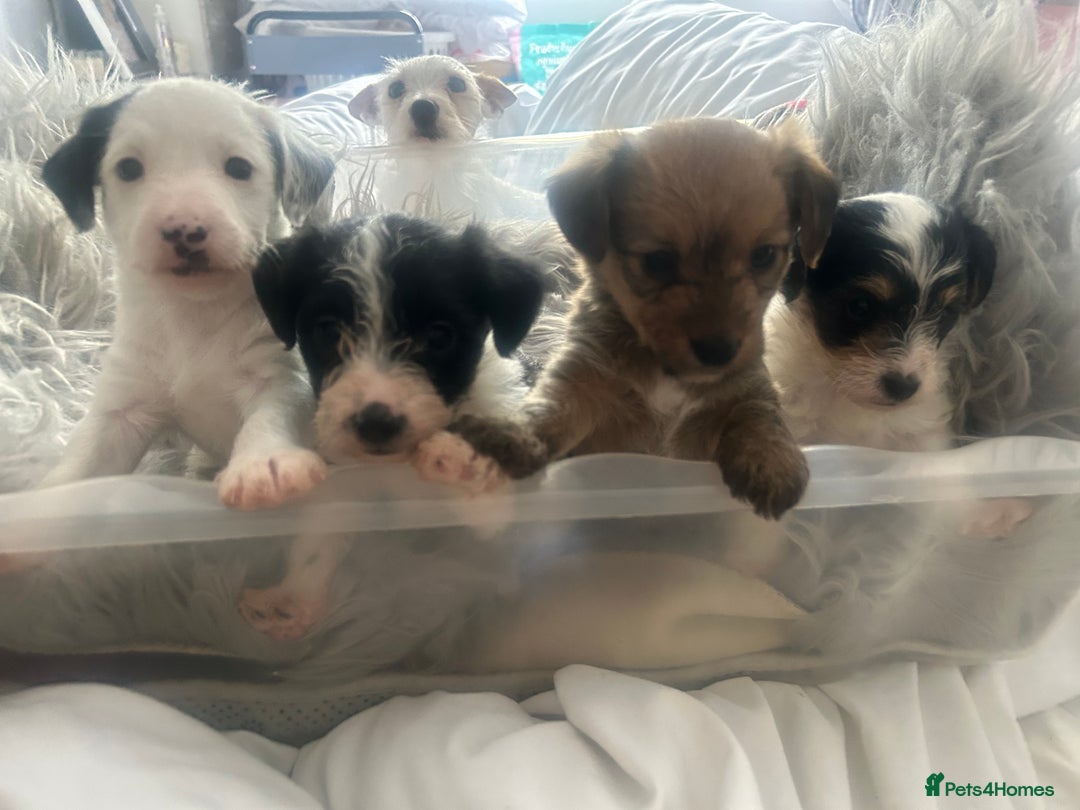 Jackapoo dogs for sale: 4 beautiful jackapoo boys - Image 1