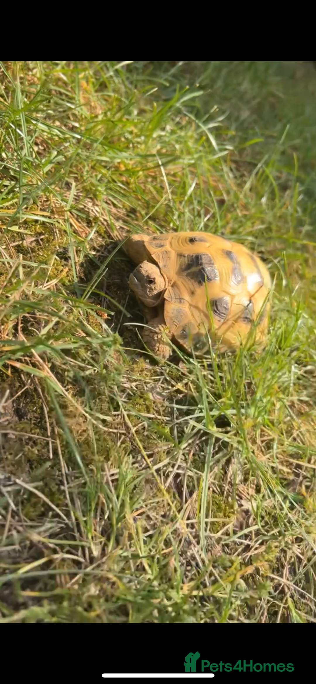 Hermann Tortoise reptiles for sale: Hermann Tortoise - Advert 3