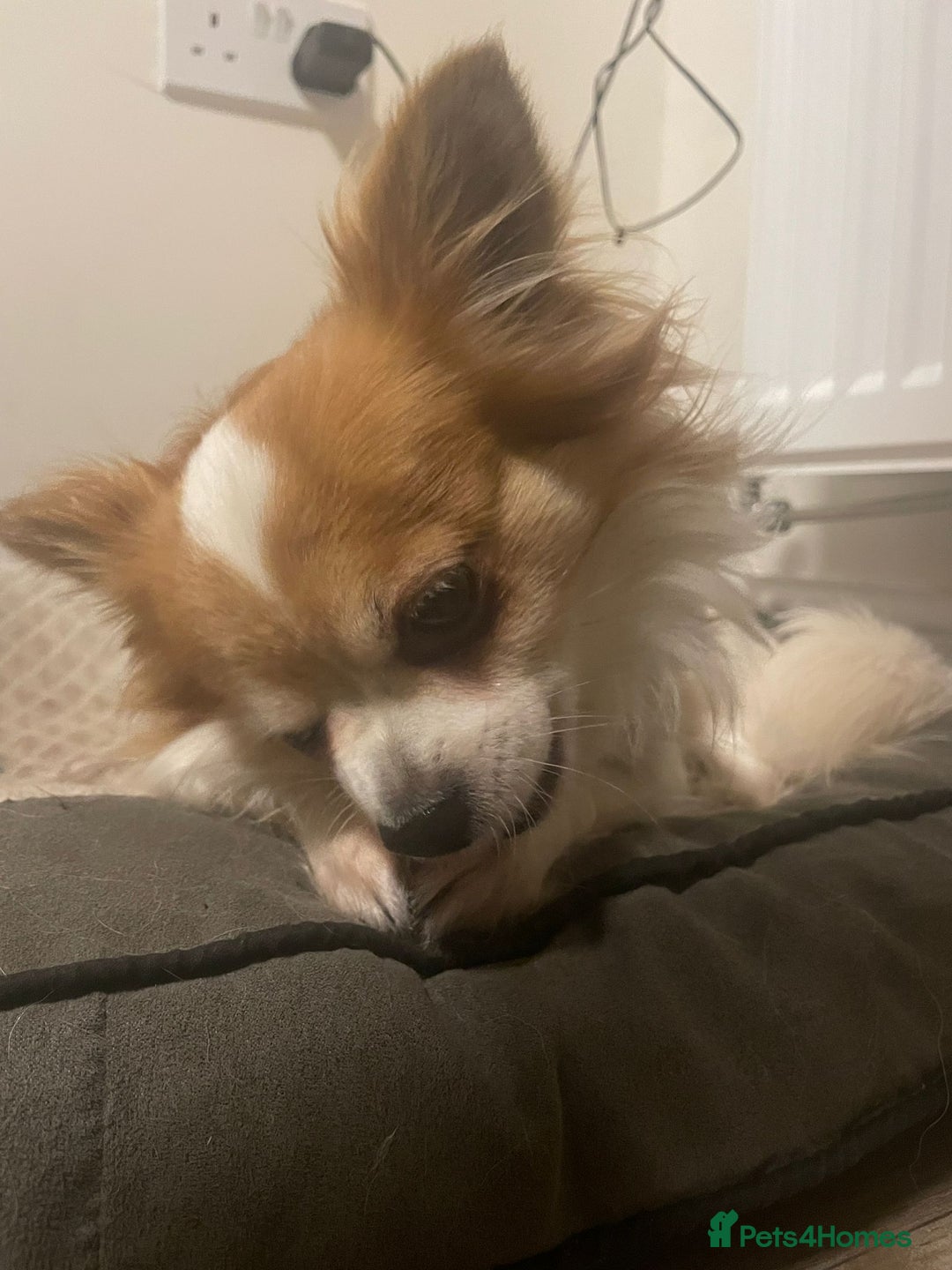 Chihuahua dogs for sale: Pocket size longhaired Beautiful Chihuahua Girl - Advert 6