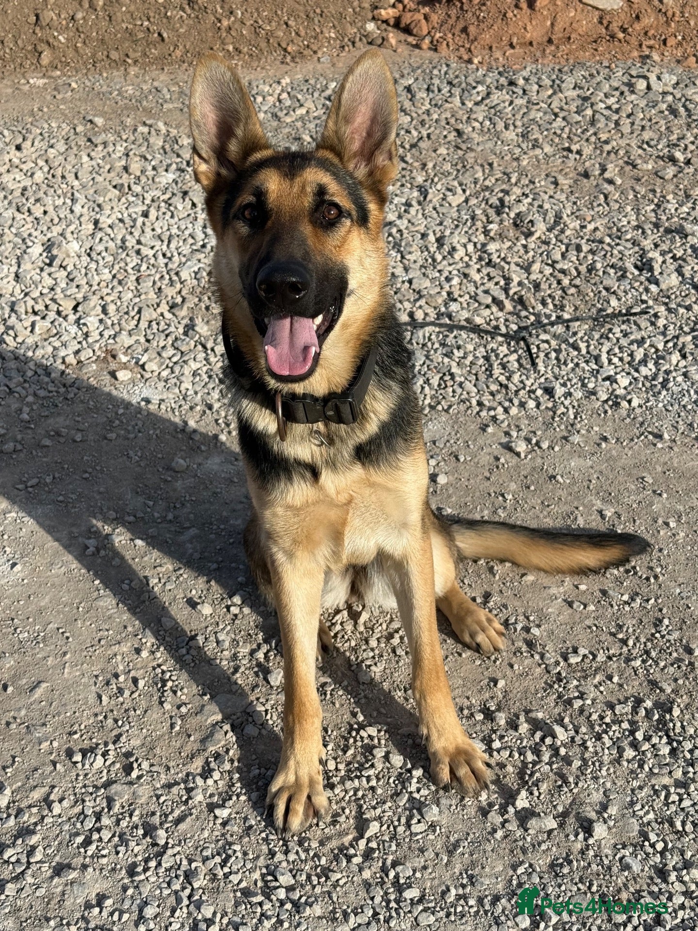 German Shepherd dogs KC Registered Young Female GSD – Trained - Advert 1