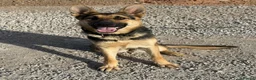 German Shepherd dogs for sale: KC Registered Young Female GSD – Trained - Advert 1