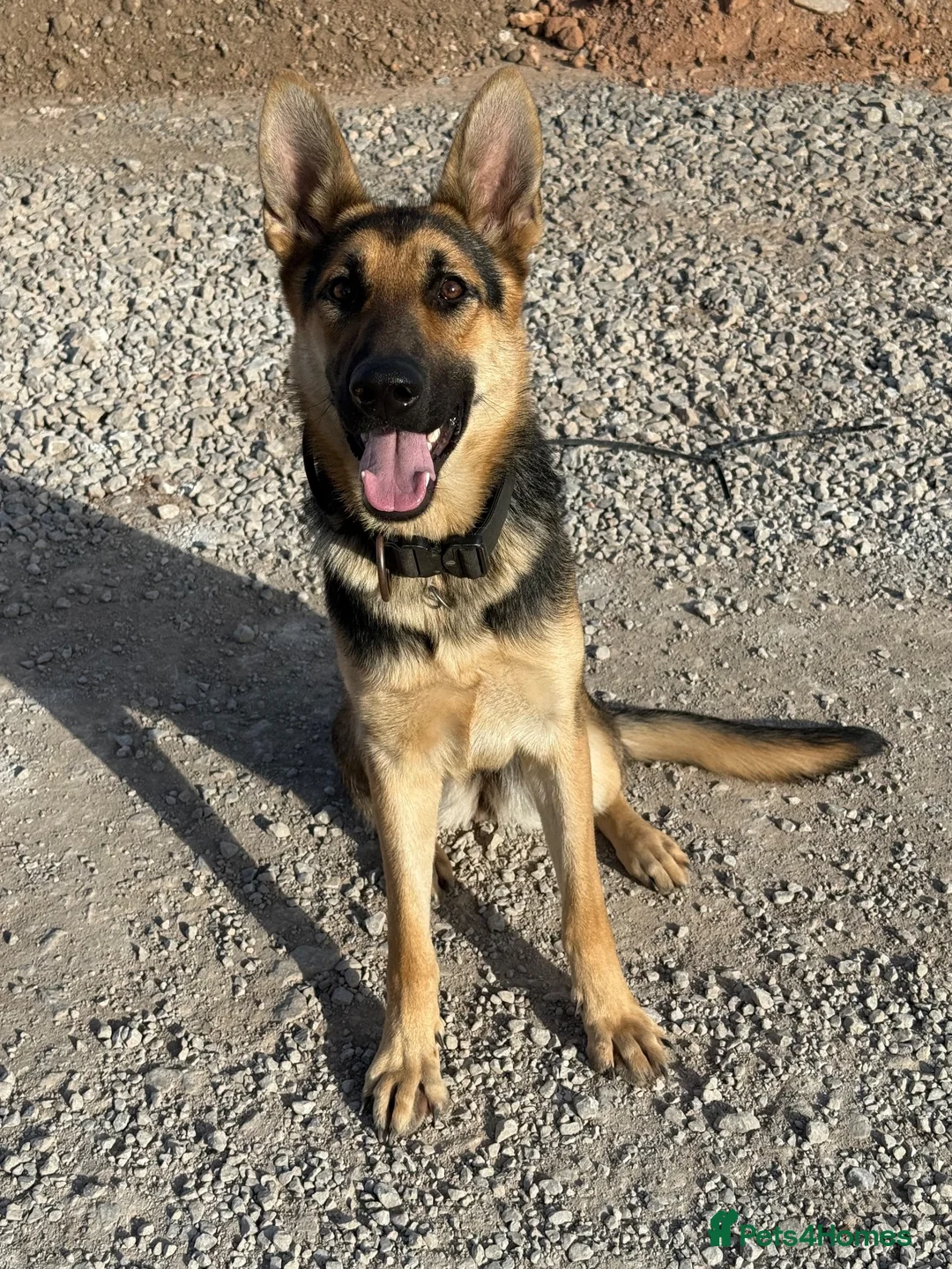 German Shepherd dogs for sale: KC Registered Young Female GSD – Trained - Advert 1