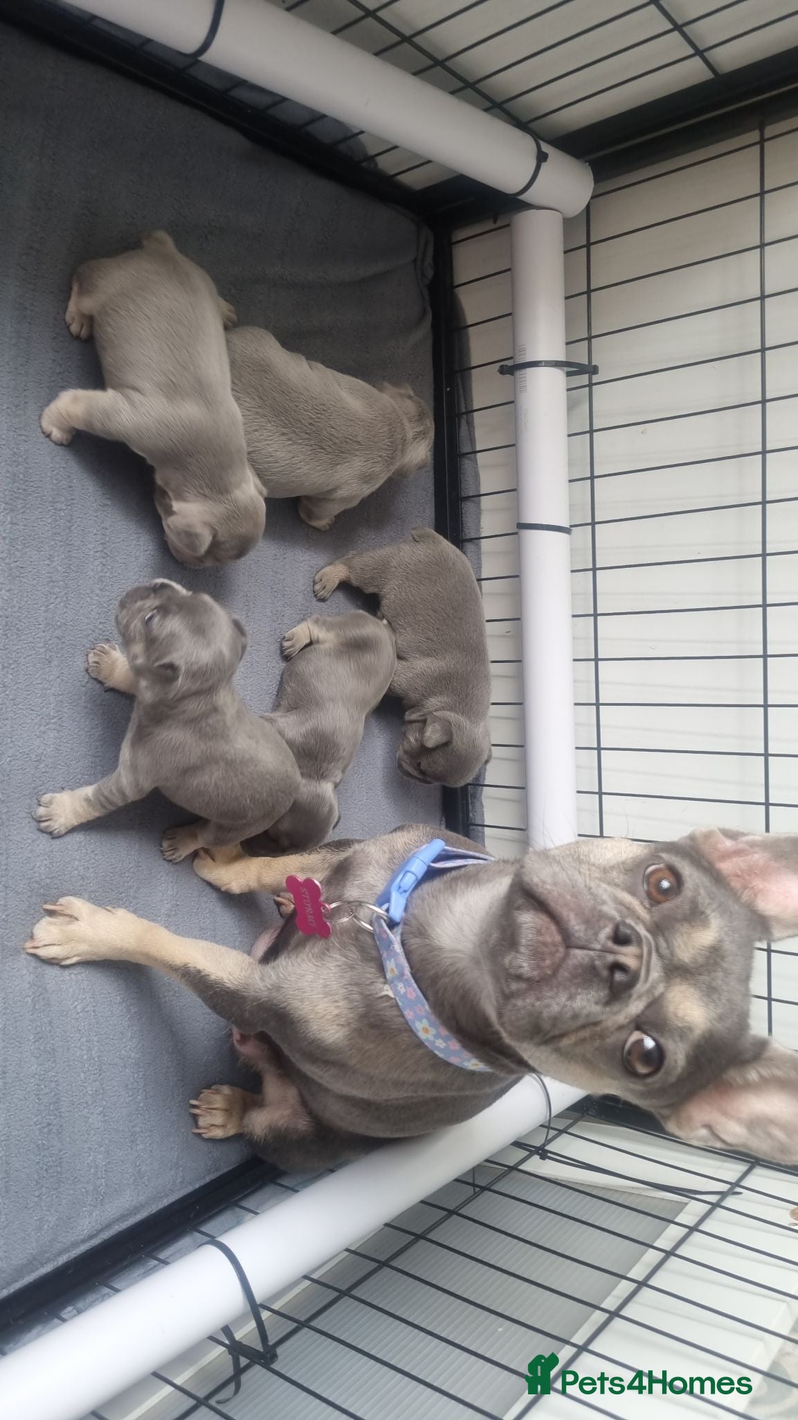 French Bulldog dogs KC registered Frenchie puppies  - Advert 2