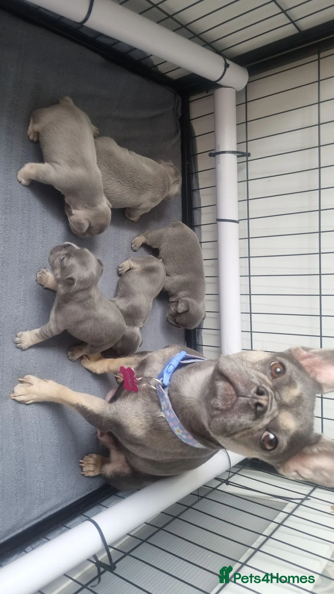 French Bulldog dogs for sale: KC registered Frenchie puppies  in Abertillery - Advert 1