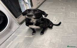 Mixed Breed dogs for sale: Our last girl for sale  - Image 5