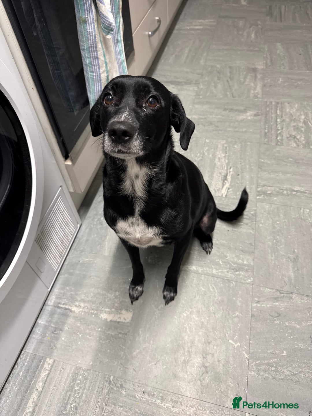 Mixed Breed dogs for sale: Our last girl for sale  - Image 5